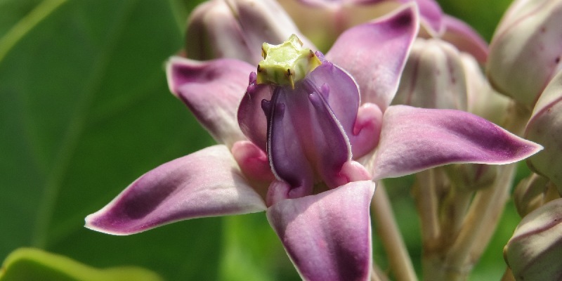 Thông tin về hoa bồng bồng