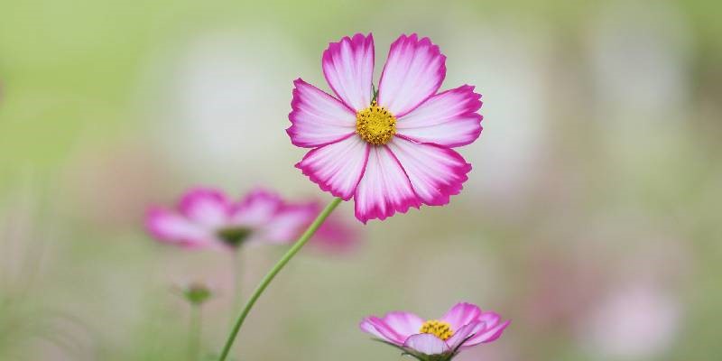 Các câu hỏi thường gặp về hoa trồng trước nhà hút lộc cho gia chủ