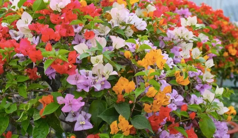 cay-hoa-giay-mau-dep