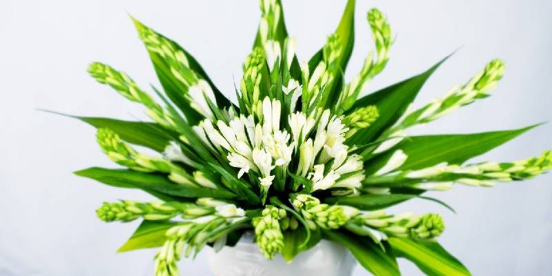 Cây hoa huệ bình (lan Ý) - Điều hòa không gian sống