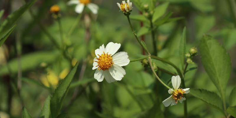 Chế biến món ăn và đồ uống từ Hoa xuyến chi