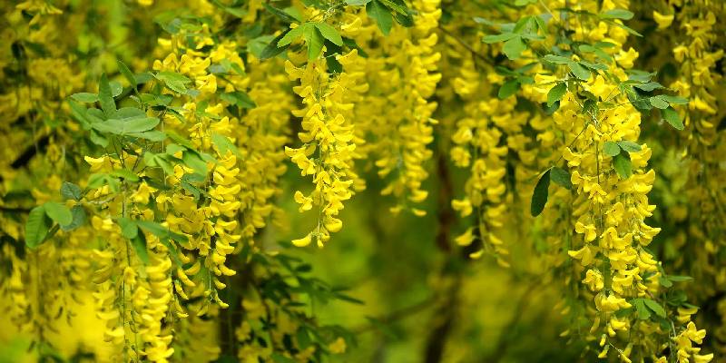 Đặc điểm của hoa Osaka