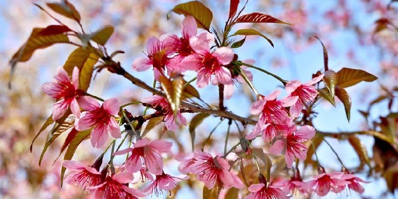 Đặc điểm hoa tớ dày