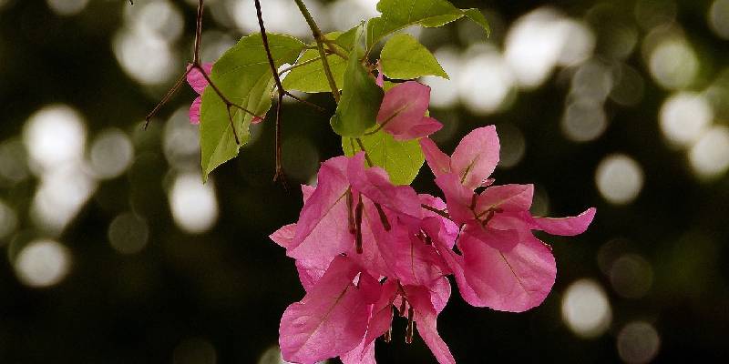 Cách trồng và chăm sóc hoa giấy - hoa trồng trong vườn đẹp mắt