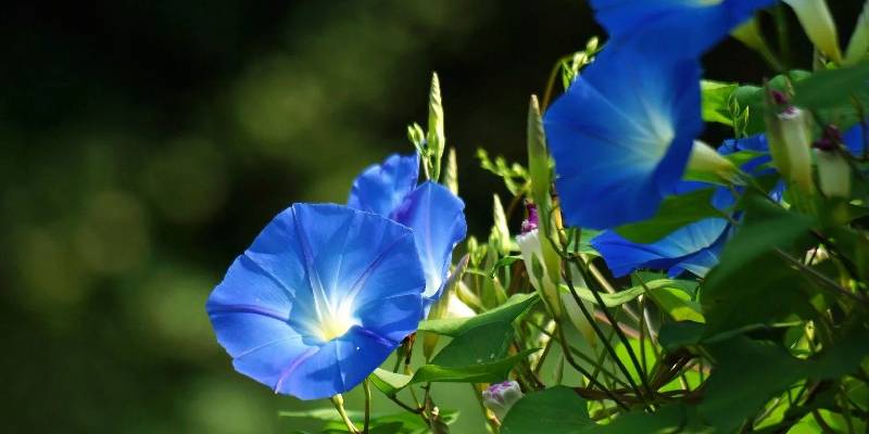 Đặc điểm thực vật của hoa muống biển