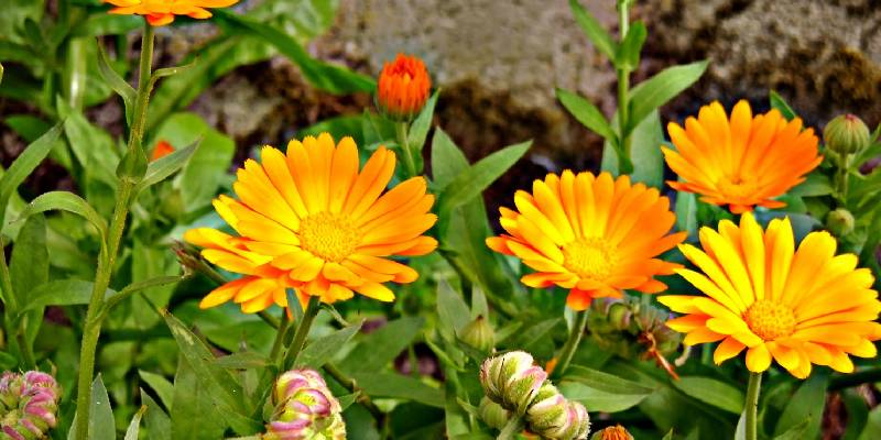 Đôi nét về hoa cúc biển