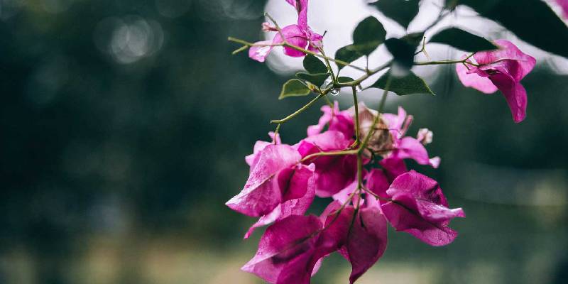 Đặc điểm hoa giấy trồng trong vườn đẹp mắt