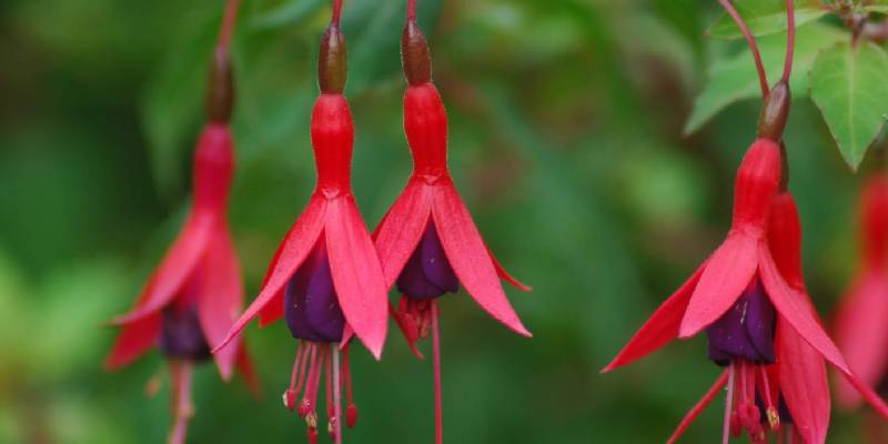 Những câu hỏi thường gặp về hoa lồng đèn - hoa nở quanh năm mang lại vận may