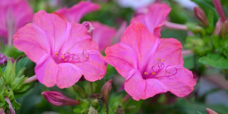 Đôi nét về hoa phấn