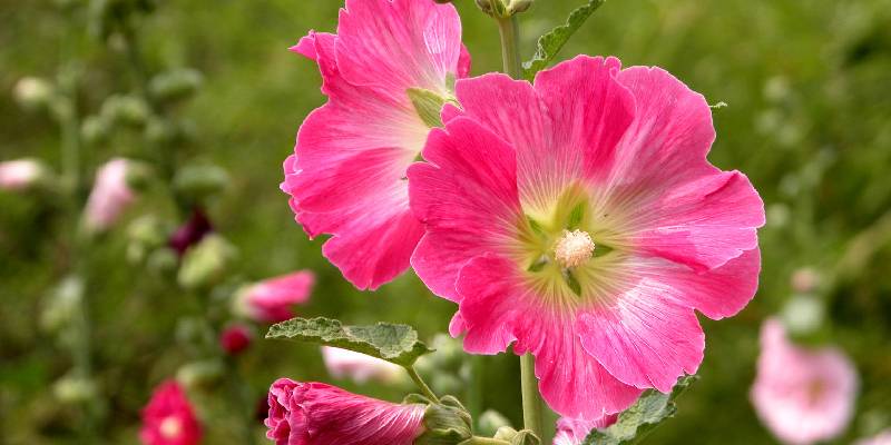 Đôi nét về loài hoa thục quỳ