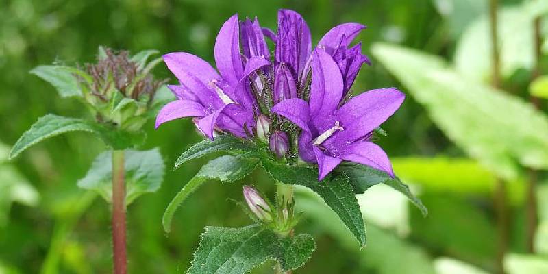 Cách trồng và chăm sóc hoa chuông - hoa dại lên đời thành hoa cảnh