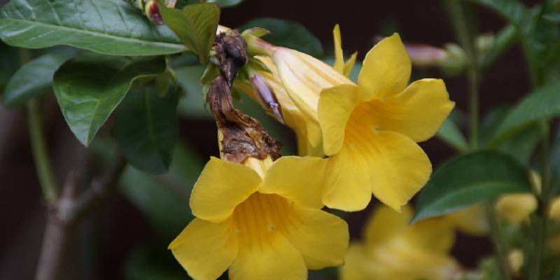 Những câu hỏi thường gặp về nhài vàng - hoa nở trăm bông một lúc