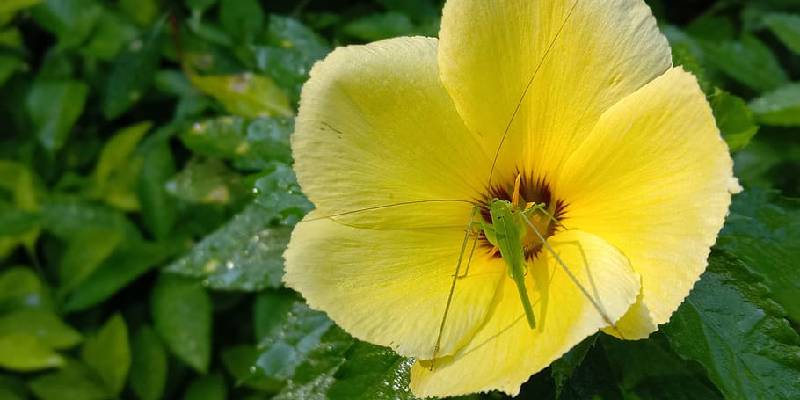 Giới thiệu về loài hoa thủy quỳnh