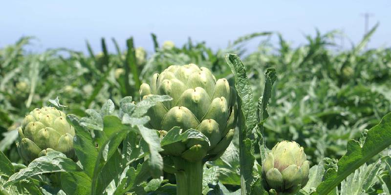 Các thành phần hóa học của hoa atiso