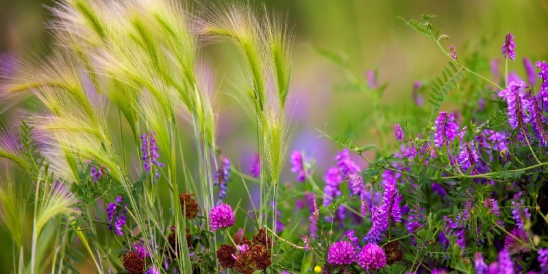 Hướng dẫn chăm sóc hoa Bourvardia