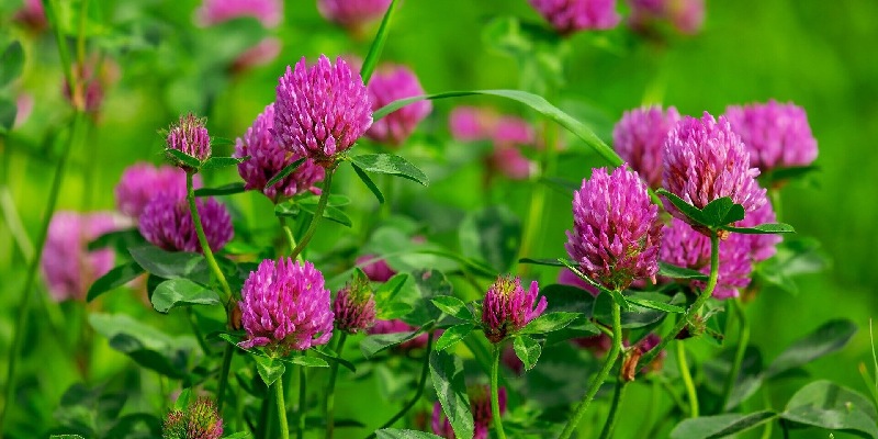 Một loài Bourvardia có màu vàng đẹp