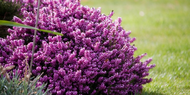 Giới thiệu về hoa Bourvardia