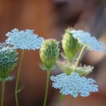 Hoa cà rốt dại