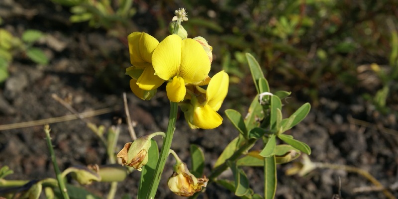 Chăm sóc hoa cà rốt dại cần lưu ý gì