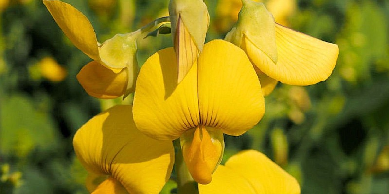 Tác dụng của hoa cà rốt dại