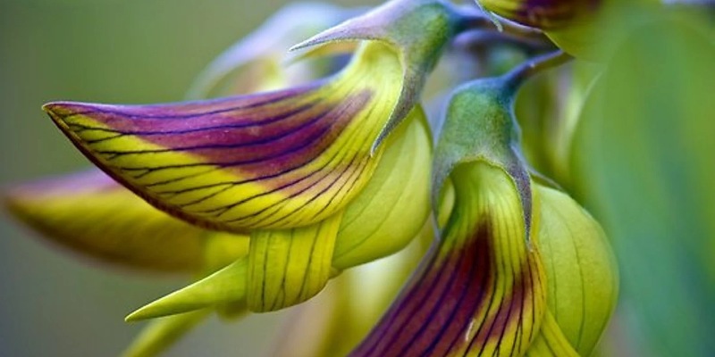 Tổng quan về hoa cà rốt dại