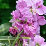 Hoa cải Matthiola incana