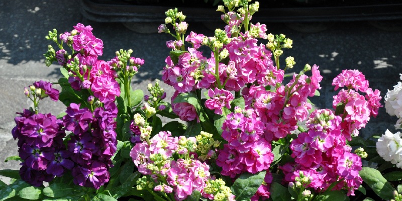Hoa cải matthiola incana tạo không gian thư giãn
