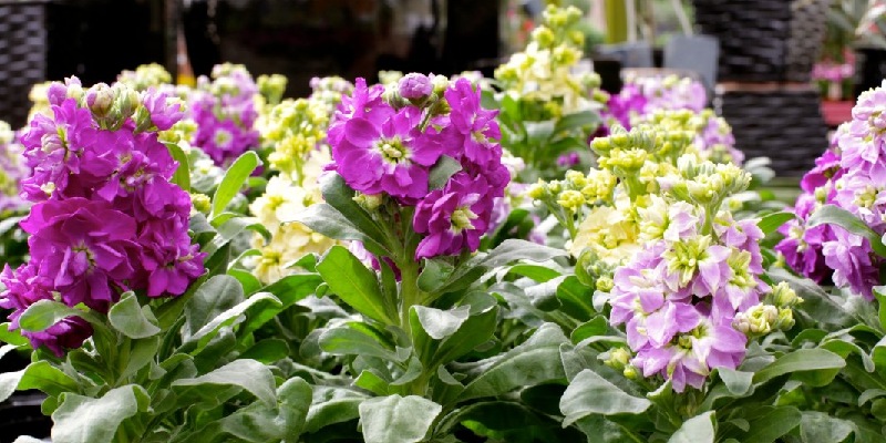 Đặc điểm của hoa cải matthiola incana