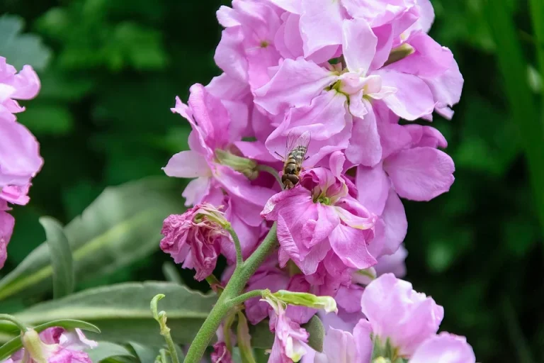 Hoa cải Matthiola incana