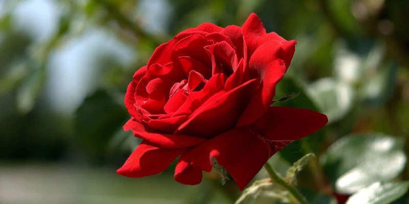 Hồng cổ Sa Pa - loài hoa của tình yêu