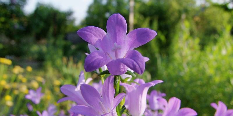 Ý nghĩa của hoa chuông - hoa dại lên đời thành hoa cảnh