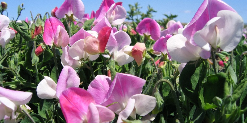 Sơ lược về hoa cải matthiola incana