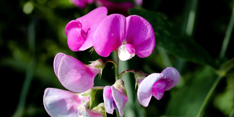 Đặc điểm của hoa đậu ngọt