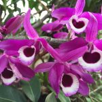 Hoa hoàng thảo kèn