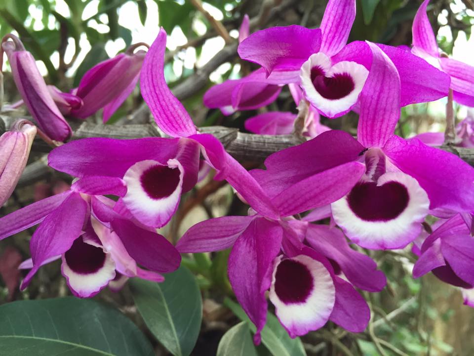 Hoa hoàng thảo kèn