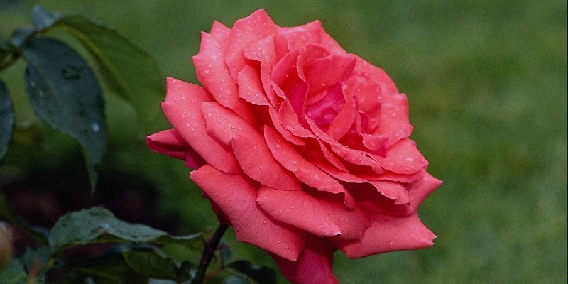 Hoa hồng là loài hoa làm qua tặng mẹ bầu ý nghĩa