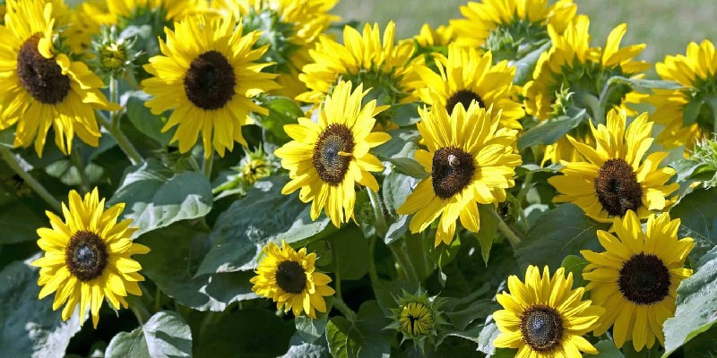 Hoa hướng dương hàm ý cho sự thành công