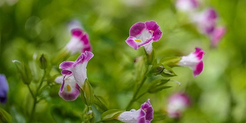 Hoa mõm chó là gì