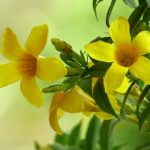 Hoa nhài vàng