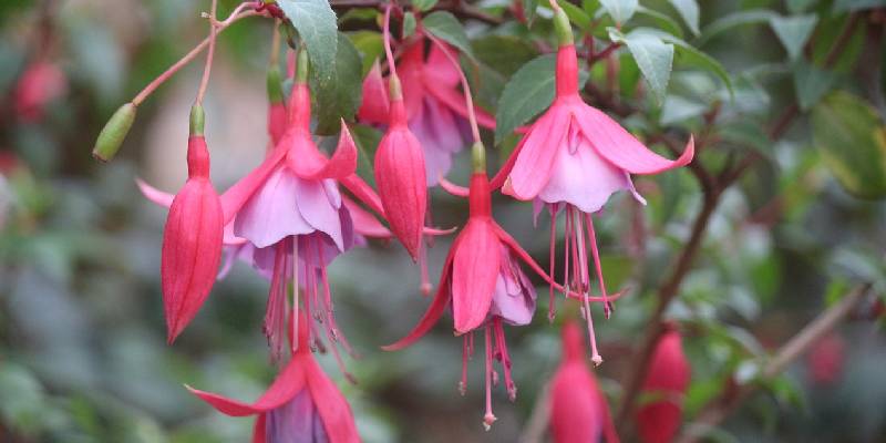 Cách trồng và chăm sóc hoa lồng đèn - hoa nở quanh năm mang lại vận may