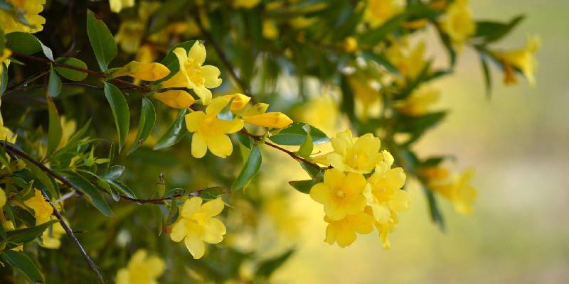 Cách trồng và chăm sóc hoa nhài vàng - hoa nở trăm bông một lúc