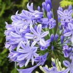 Hoa nữ hoàng xanh