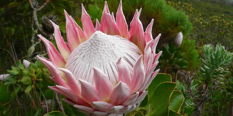 Hoa protea, biểu tượng của sự kiên cường và vẻ đẹp độc đáo