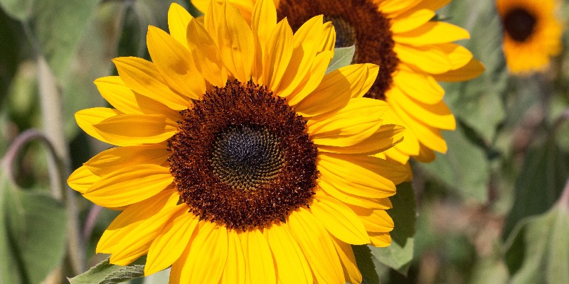 Giới thiệu hoa hướng dương