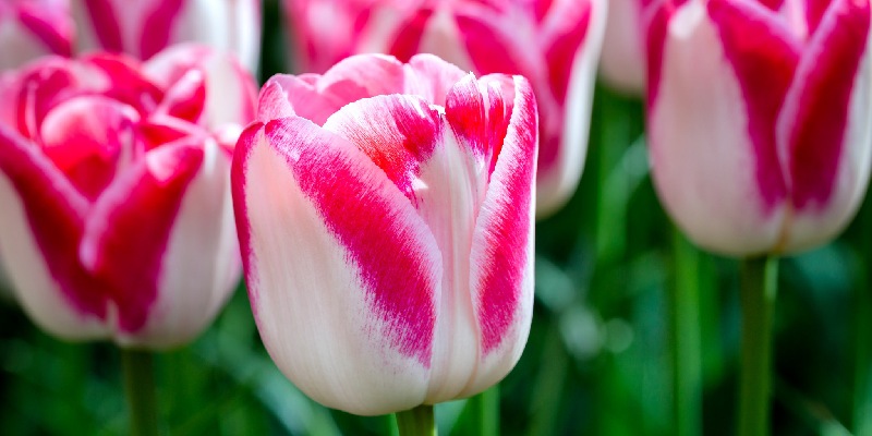 Giới thiệu một vài thông tin về hoa tulip