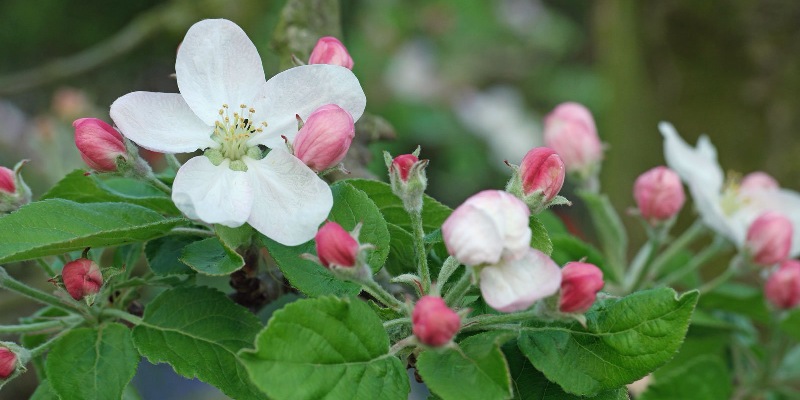 Hoa táo có màu đỏ tươi và trắng thanh khiết