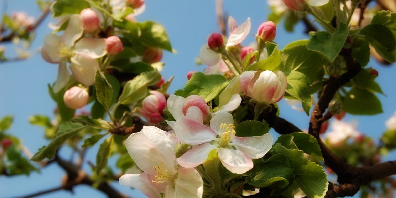 Đặc điểm của giống hoa táo
