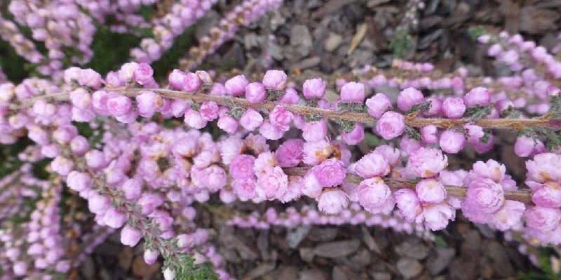 Hoa thạch nam có mức giá hợp lý