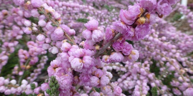 Hoa thạch nam mang vẻ đẹp hiện đại và sang trọng