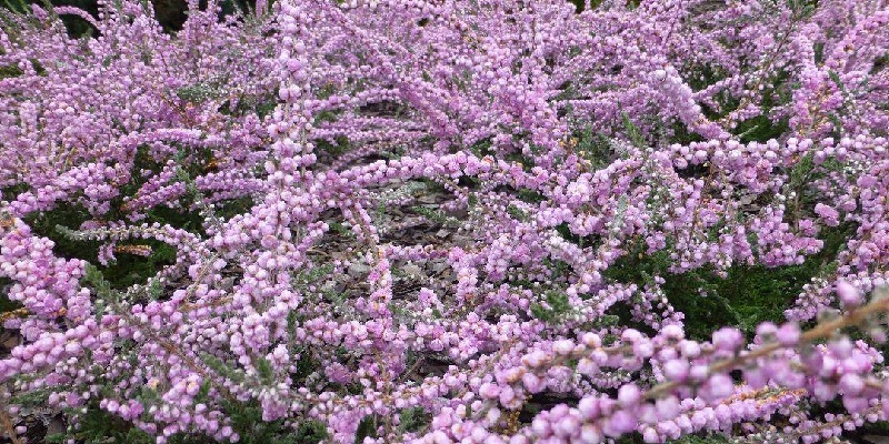 Lý do khiến hoa thạch nam hot hiện nay